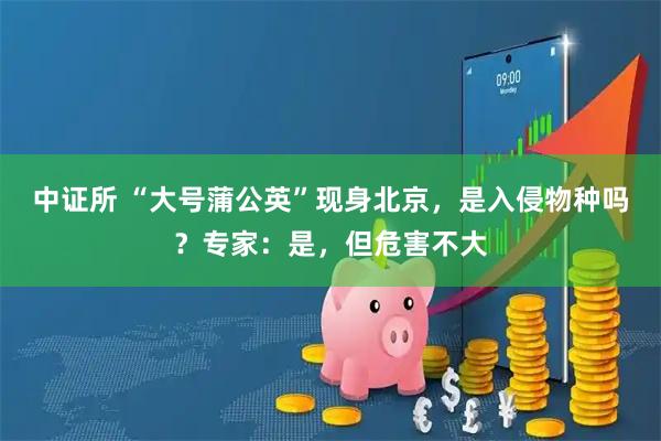 中证所 “大号蒲公英”现身北京,是入侵物种吗?专家:是,但危害不大
